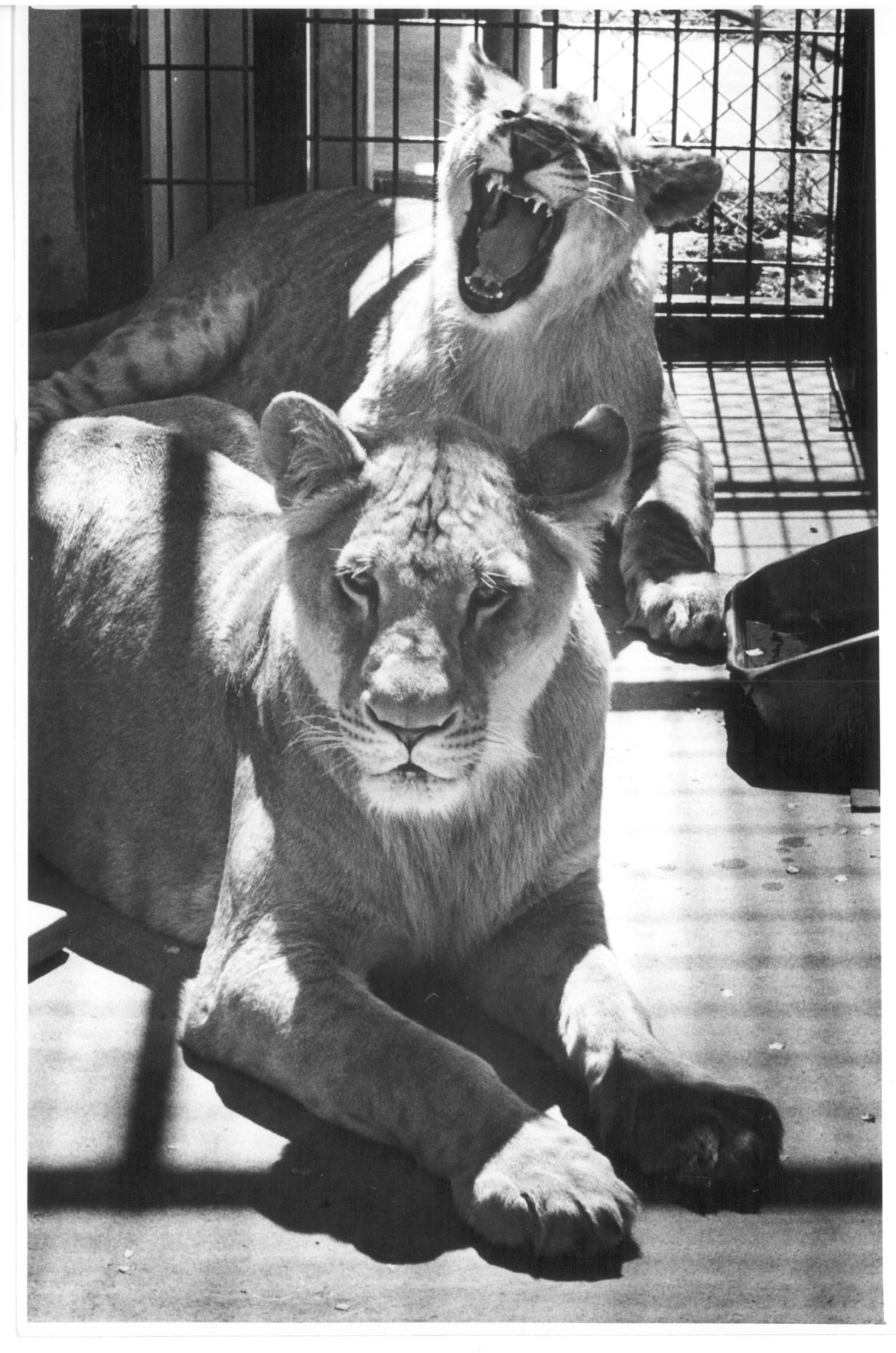 Lincoln Children's Zoo 50th Anniversary